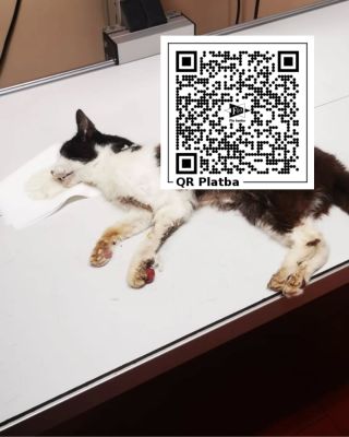 Dnes nám volal pán s tím, že už delší dobu pozoruje v Liberci kočičku snad bez domova, která kulhá a hodně zhubla. Nyní ji...