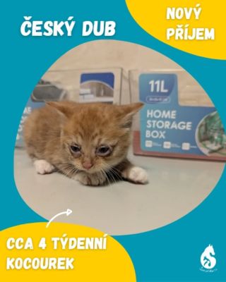 📢 Včera večer jsme přijali malinké koťátko se zánětem očí, které bylo nalezeno ten den v Českém Dubu. Dnes jsme přijali...