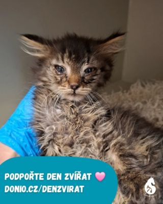 Boj za zvířata se zdá být nekonečný, ale má smysl 🐾 Snažíme se motivovat lidi v podávání trestních oznámení, případně tak...