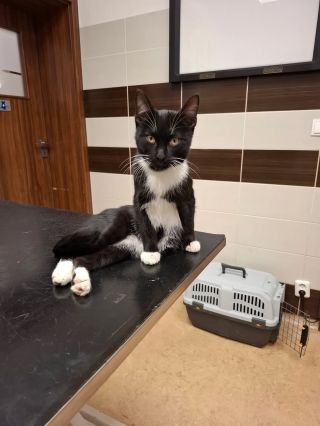 Mladý nekastrovaný kocourek nalezený v Ralsku, Borečku se zlomeninu stehenní kosti. Je přítulný, milý, dostal jméno...