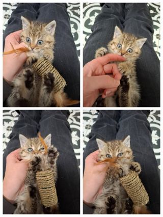 Sbírka den zvířat od @behproutulky je celorepubliková podpora útulků 🩷 Díky podobným akcím jako je tahle, jsme schopni...