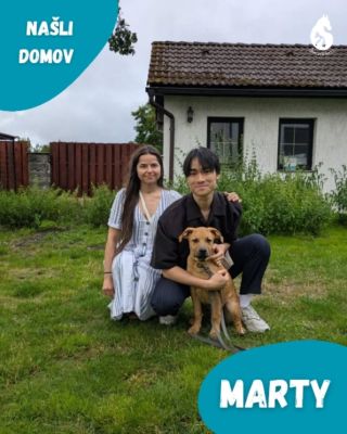 Po delší době sdílíme radost z mnohých psích adopcí 💓 Spurozenci Marty, Merlin, Messi, Mickey, Mauglí a Merlin odešli do...