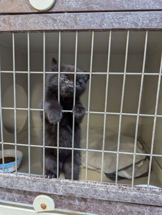 Jablonné v Podještědí nás zásobuje 🫣 🐈 Malé černé koťátko holčička, příjem 7.11., dostala jméno Olí. Je moc milá a touží...