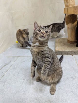 Rise je rozkošný kocourek. Zprvu je k cizím opatrný, a tak všechny návštěvy uprednostní nějaká více kontaktní koťátka 😕 A...