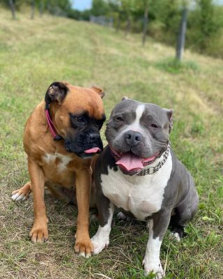 🐾 Blade – bojovník s velkým srdcem 🖤 Blade si prošel doslova peklem. Byl zachráněn na poslední chvíli – podvyživený, kost...