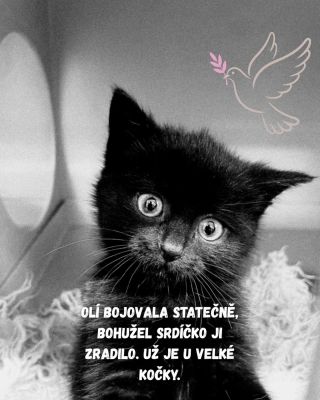 Když nám volali z kliniky konečně, jak na tom Olí je, nějak jsme počítali s tím, že jí je lépe a můžeme ji vyzvednout....