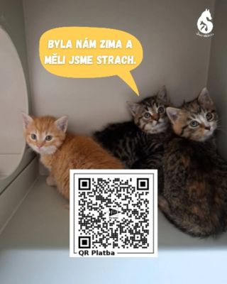 Ce večerních hodinách jsme jeli odchytávat koťátka do lokality v Jablonném v Podještědí. Sice nám bylo řečeno, že obec již...