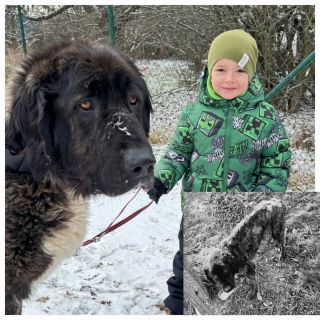 Útulky a dočasné péče zvířatům poskytují nejen azyl a zdravotní péči, ale také léčí jejich zlomenou duši a snaží se jim...