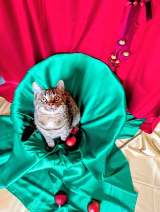 Rise je půlroční kotě, mazlivý kontaktní kluk, který miluje lidi i jiné kočky. Je pro každou neplechu i pomazlení 😻 Čeká...