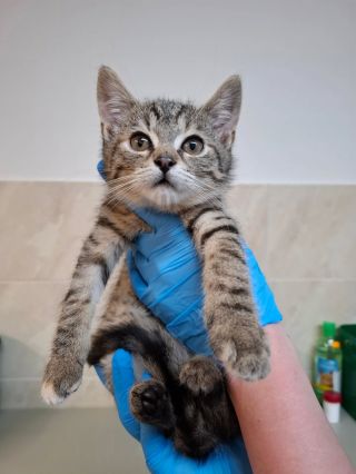 Ginny měla jít domů, ale má zrušenou rezervaci 😔 Najdeme jí domov, do kterého by mohla jít hned z karantény stejně jako...