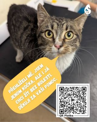 Tohle je Kryštůfek. Má zřejmě již x týdnů zraněný ocásek, čouhá mu z něj kost 🤢 Když nás kontaktovala nálezkyně, žádali...