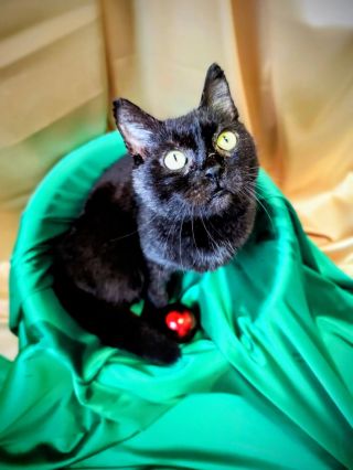 Brit k nám přišel ze zařízení, které mělo původně fungovat jako útulek. Které mělo pomáhat kočkám. Paní to myslela dobře,...