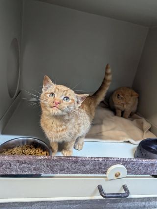 Nové přírůstky: včera z Jablonného v Podještědí přijela dvě zrzavá koťátka, jedna je holka, druhý je kluk, stáří max 4...