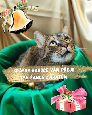 Přejeme Vám krásné Vánoce a Ježíška ✨ Vám i vašim rodinám. Jsme rádi a vděčni, že s námi píšete šťastné konce. Užijte si...