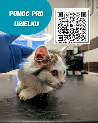 Koťátko přijaté včera bylo dnes na veterině, protože s každým nádechem i výdechem chroptí 😔 Malá kočička dostala kromě...